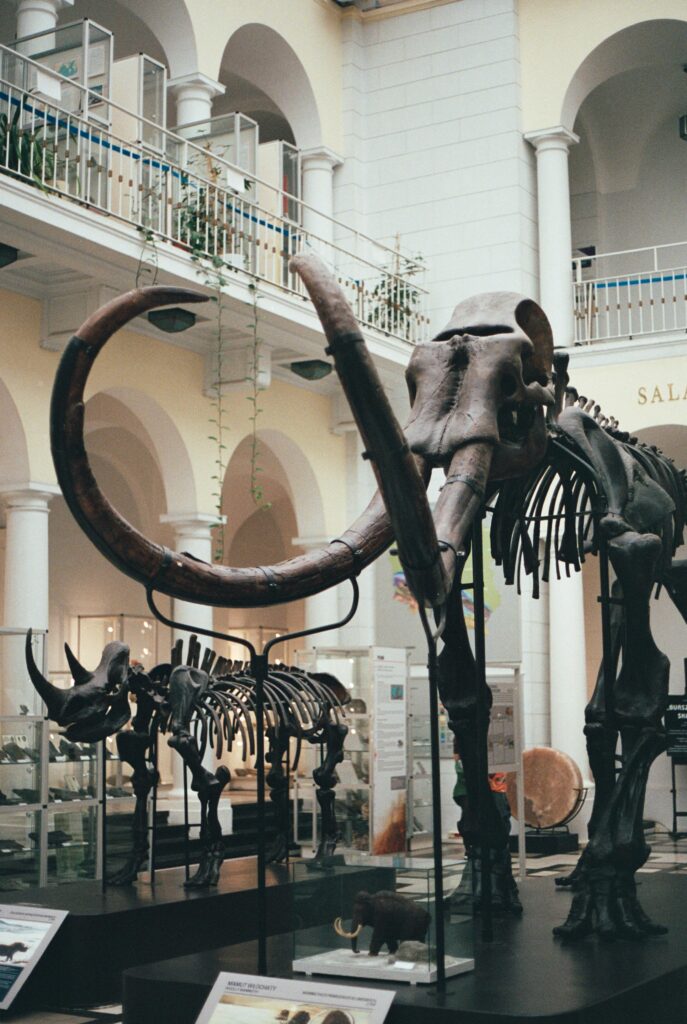 Szkielet Mamuta w Muzeum Geologicznym